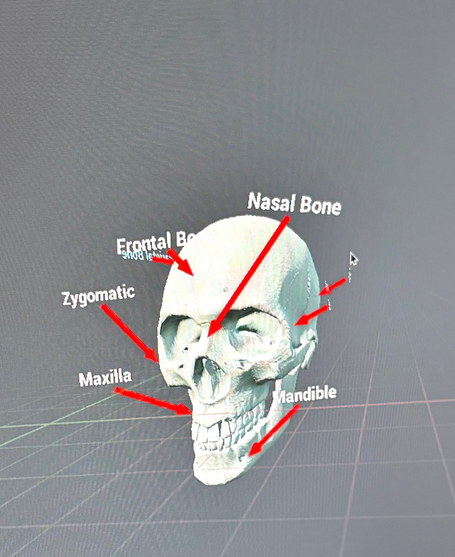 The skull as it appears in the VR lab
